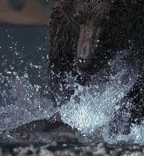 Original oil painting of a grizzly bear fishing salmon 'Intent On Lunch', for further Bear art works, information and larger images can be found by clicking here.
