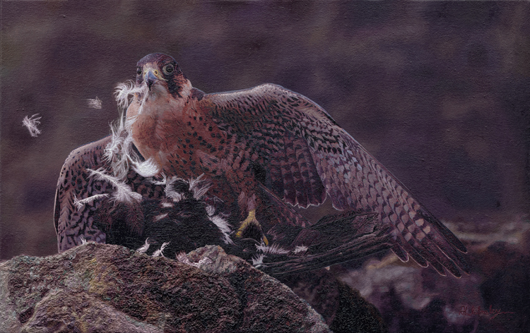 'Caught' oil on Canvas, pereguine falcon on a kill