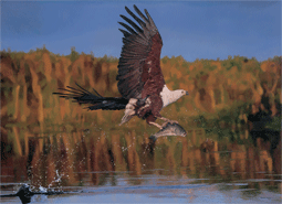 ‘Fish Eagle’ is an original oil painting on canvas showing an African fish eagle fish in Botswana, Africa. For larger images and further information click on this image. 