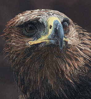 Original oil painting 'Golden Eagle Head II' depicting a Golden Eagle used for hunting, for more Falconry art works and for larger images and further information click on this image.
