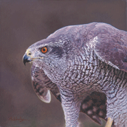 ‘Goshawk,’ is an original painting of a Goshawk, for larger images and further information click on this image.