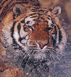Original oil painting of a Bengal Tiger, for more art works featuring Lion, Tiger and Jaguar and for larger images and furtherr information please click here.