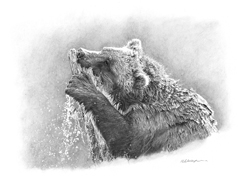 Original pencil drawing ‘Cedar Fishing,’ a young grizzly bear playing with a cedar log in a river, for larger images and further information click on this image.