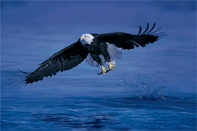 Original oil painting ‘Cold Catch,’ a bald eagle catching fish in Alaska. The bald eagle is also referred to as the American eagle. For larger images an further information click on this image.