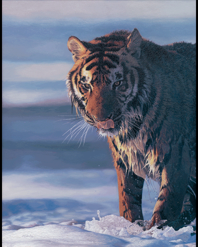 Tiger Art, Tiger Art Print, Tiger Painting, Siberian Tiger Painting, Limted Edition Print, Limited Edition Prints, Siberian Tiger, Siberian Tiger Hunting, Siberian Tiger Art Print, Siberian Tiger, Russian Tiger Painting, Russian Tiger Hunting