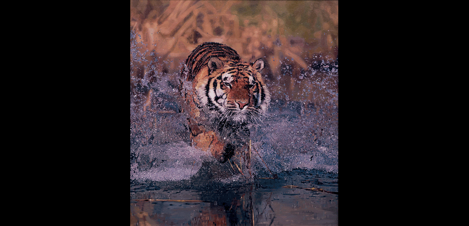Tiger Art, Tiger Art Print, Tiger Painting, Bengal Tiger Painting, Limted Edition Print, Limited Edition Prints, Bengal Tiger, Bengal Tiger Hunting, Bengal Tiger Art Print, Indian Tiger, Indian Tiger Print, Indian Tiger Conservation, Indian Tiger Painting