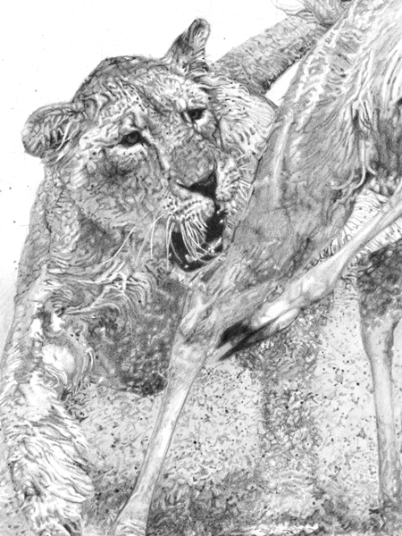 Fierce Pursuit is a pencil drawing of a Lioness Hunting a Kudu Fierce Pursuit is a pencil drawing of a Lioness Hunting a Kudu