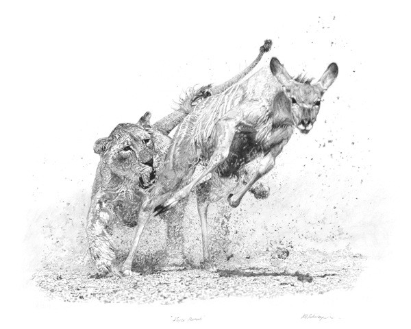 Fierce Pursuit is a pencil drawing of a Lioness Hunting a Kudu Fierce Pursuit is a pencil drawing of a Lioness Hunting a Kudu