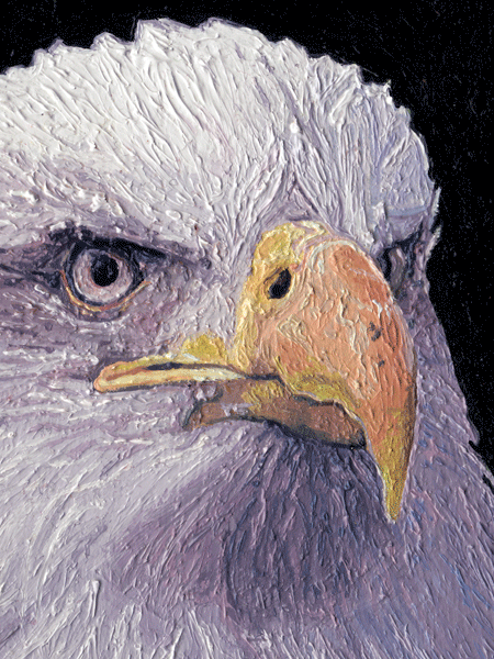 An Oil Painting of the head of a Bald Eagle An Oil Painting of the head of a Bald Eagle