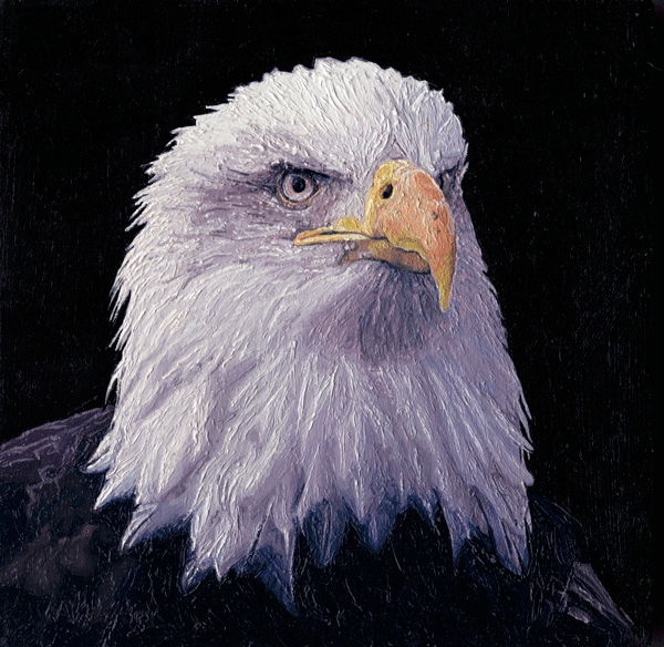 An Oil Painting of the head of a Bald Eagle An Oil Painting of the head of a Bald Eagle