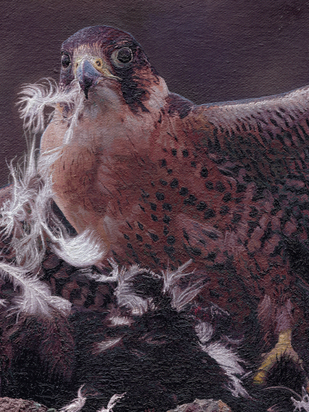 An Oil Painting of a hunting peregrine falcon clutching its carrion crow An Oil Painting of a hunting peregrine falcon clutching its carrion crow