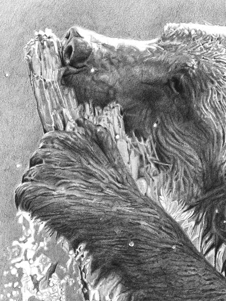 Cedar Fishing is a pencil drawing of a Young Grizzly Bear chewing on a tree trunk Cedar Fishing is a pencil drawing of a Young Grizzly Bear chewing on a tree trunk