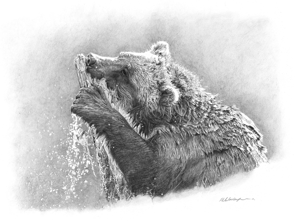 Cedar Fishing is a pencil drawing of a Young Grizzly Bear chewing on a cedar tree trunk Cedar Fishing is a pencil drawing of a Young Grizzly Bear chewing on a cedar tree trunk