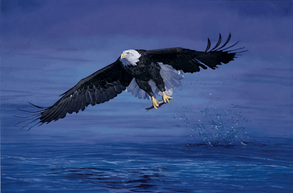 Oil Painting of a Bald Eagle Catching Fish, Alaska Oil Painting of a Bald Eagle Catching Fish, Alaska