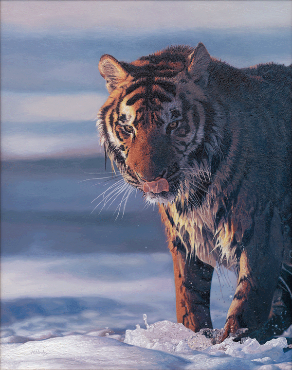 Oil Painting of a Siberian Tiger Breaking Ice Oil Painting of a Siberian Tiger Breaking Ice