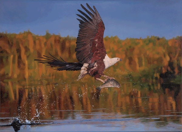 Oil Pianting of a Fishing Eagle, Botswana Oil Pianting of a Fishing Eagle, Botswana