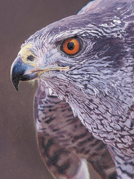 An Oil Painting of a Goshawk An Oil Painting of a Goshawk