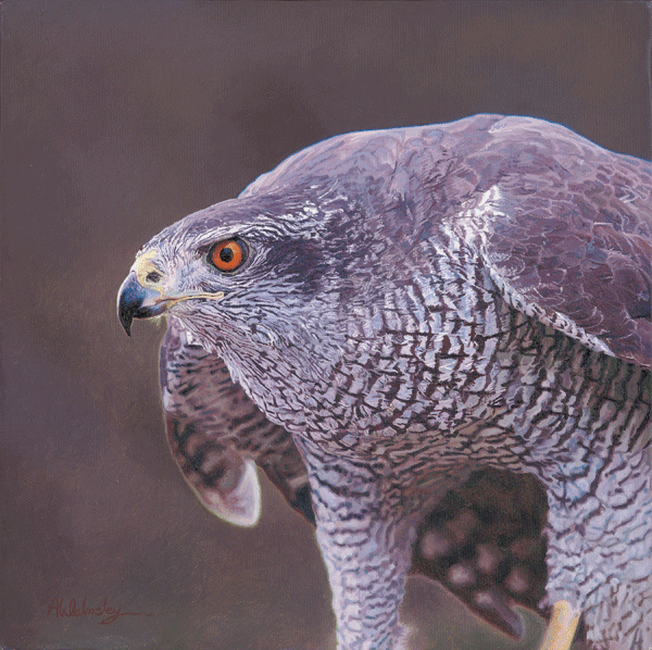 An Oil Painting of a Goshawk An Oil Painting of a Goshawk