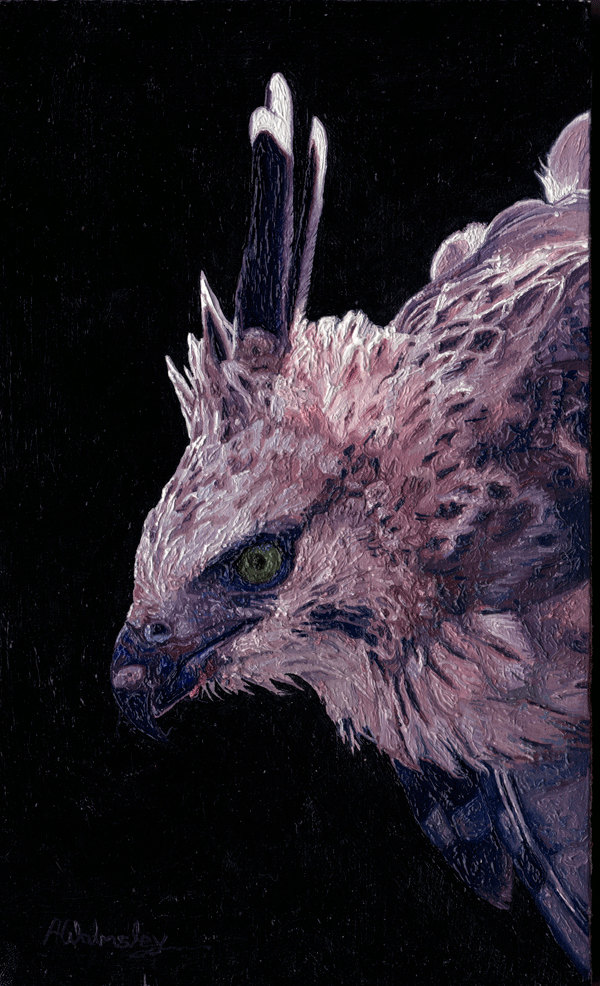 An Oil Painting of a Hodgson Hawk Eagle An Oil Painting of a Hodgson Hawk Eagle