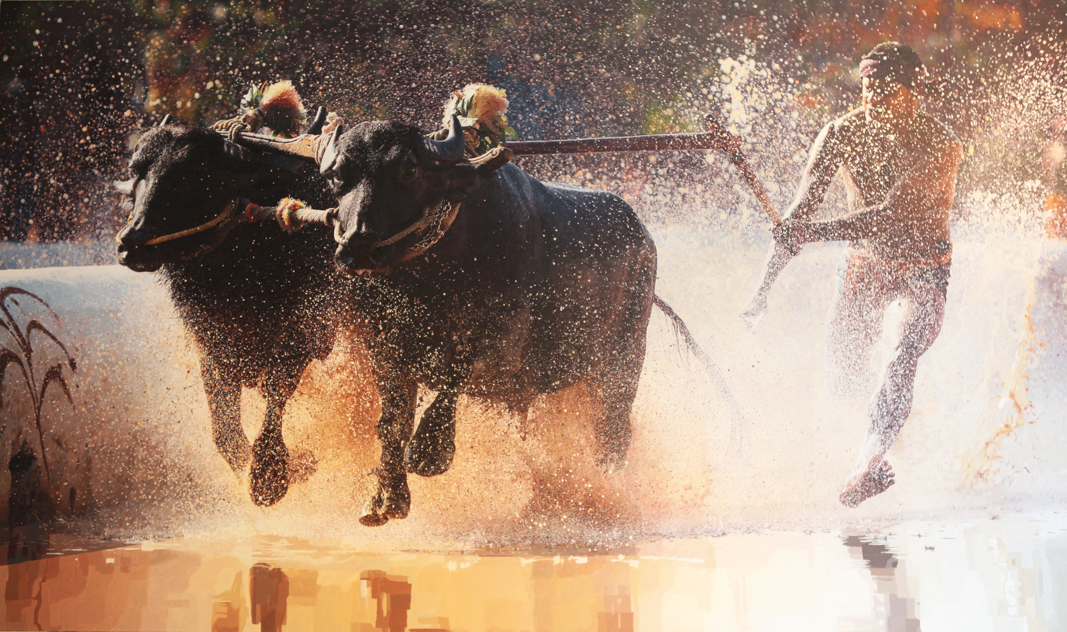 A 4 x 6ft Oil Painting in production depicting Kambala Racing in India with over a million colours