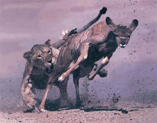 Dynamic Realist artwork 'Fierce Pursuit' displaying the mechanics of motion and creation of energy. Dynamic Realist artwork 'Fierce Pursuit' displaying the mechanics of motion and creation of energy.