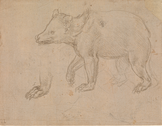 A Bear Walking, Leonardo da Vinci ca. 1482–85 A Bear Walking, Leonardo da Vinci ca. 1482–85